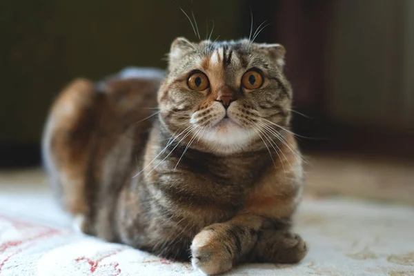 Hnědá Skotská Skládací Kočka Leží Koberci — Stock fotografie