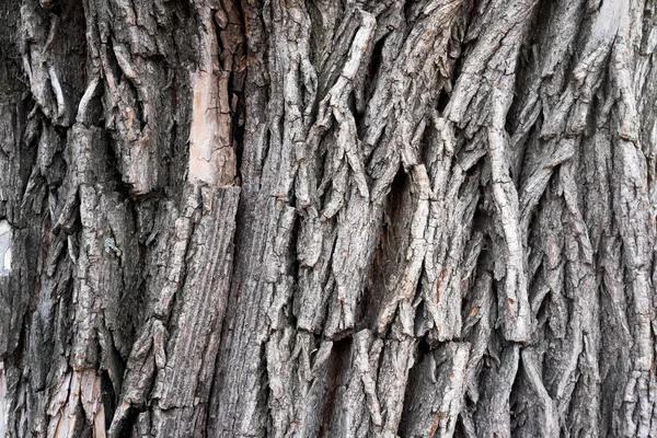 Salgueiro Árvore Casca Textura Fundo — Fotografia de Stock