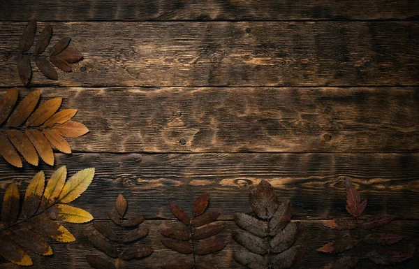 Suszone Liście Rowanberry Brązowym Drewnianym Tle Deski Przestrzenią Kopiowania — Zdjęcie stockowe