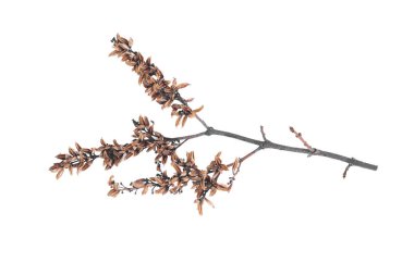 Beyaz arkaplanda yalıtılmış kuru leylak dalı.