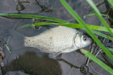 Suda Crucian sazan balığı var. Yaklaş..