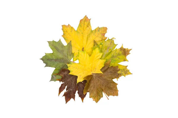 Bouquet Feuilles Érable Canadien Tombées Isolées Sur Fond Blanc Feuillage — Photo