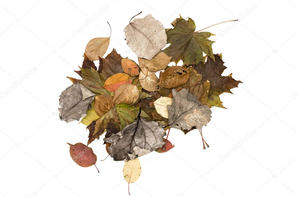 Bunch of different colourful autumn fallen leaves isolated on white background. Autumn foliage decoration.