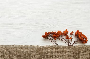 Bitkisel ilaçlar. Alternatif tıp konsepti. Kuru Rowan yabanmersini ve tıbbi tentürleri beyaz arka planda fotokopi alanı ile.