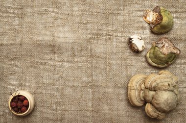  Raftaki mantarlar ve kavanozdaki yabanmersinleri fotokopi alanı olan çuval bezi arka planında. Betulinus mantarı. Bitkisel ilaçlar. Alternatif tıp konsepti.