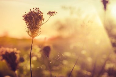 Sonbahar çayır üzerinde vahşi kuru bitkiler