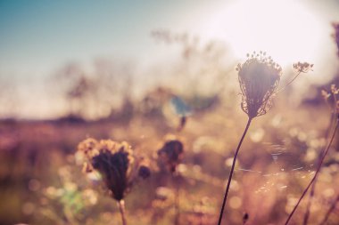 Sonbahar çayır üzerinde vahşi kuru bitkiler