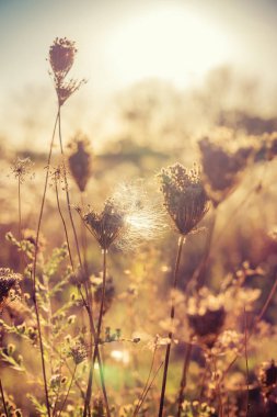 Sonbahar çayır üzerinde vahşi kuru bitkiler