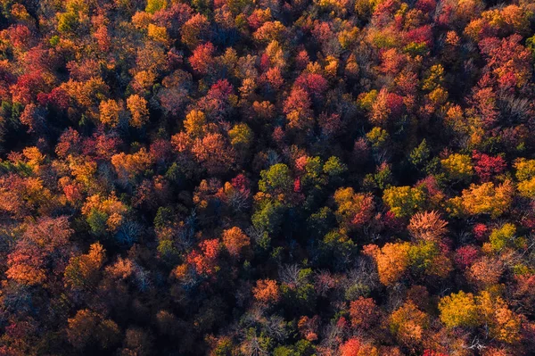 Letecký Top Pohled Barevné Vrcholky Lesních Stromů Podzimní Sezóna Vermont — Stock fotografie