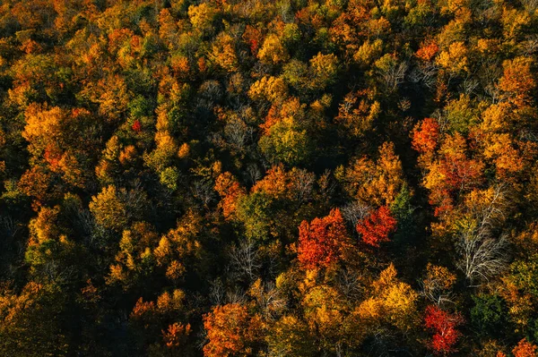 Pohled Shora Dolů Barevné Vrcholky Lesních Stromů Podzimní Sezóna Vermont — Stock fotografie