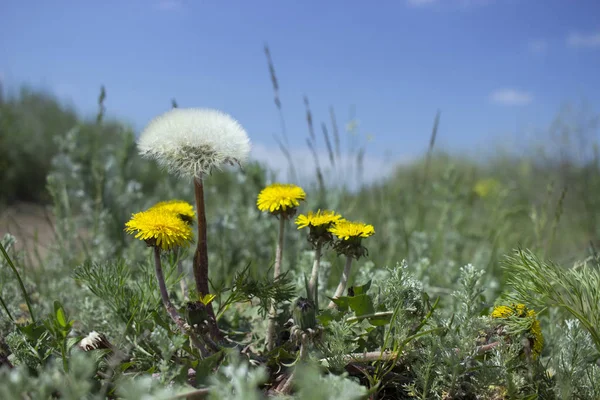 Dandelions in the grass. White and yellow dandelion. Spring. Dandelions on blue sky background. Flower spring.