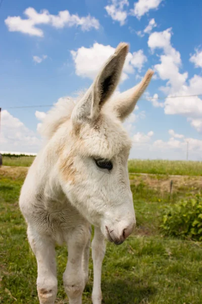 Burro Una Típica Granja Italiana —  Fotos de Stock