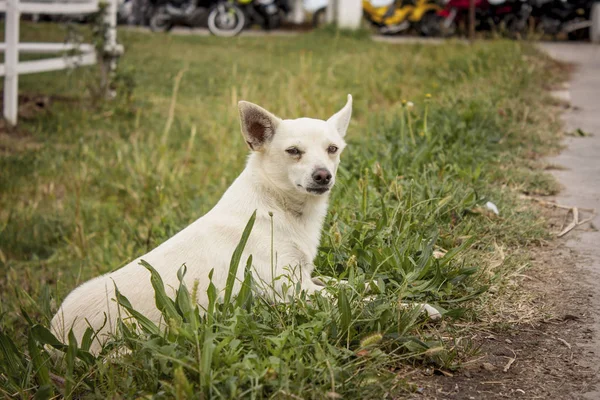 Small Dog Intent Play Intrigued Fresh Grass Farm — Stock Photo, Image
