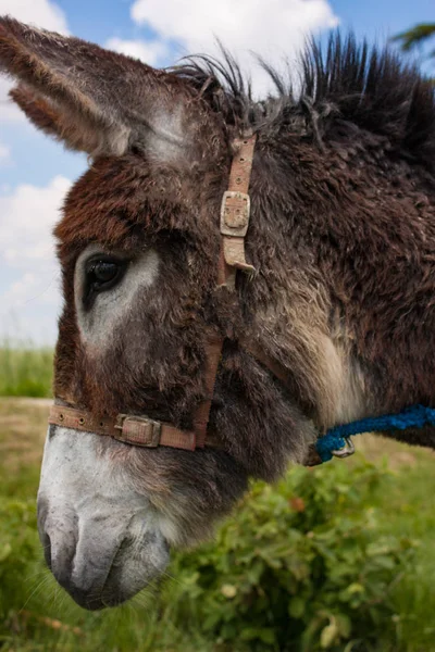 Burro Uma Típica Fazenda Italiana — Fotografia de Stock