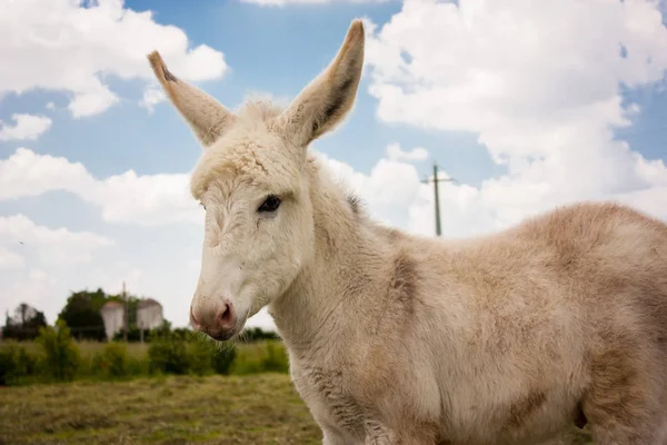 Burro Uma Típica Fazenda Italiana — Fotografia de Stock