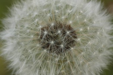 Bir Taraxacum çiçeğinin faz kızıltestisinde büyültülmesi.