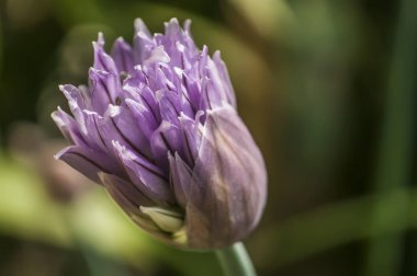 Çimen bitkisi soğanı (Allium schoenoprasum) çiçekleri. Bu çiçeğin parlak renkteki taç yapraklarının ayrıntıları.