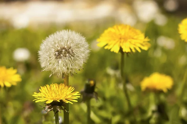 Dandelion Taraxacum Flowers Phase Infructescence Example How Nature Extremely Varied — Stock Photo, Image