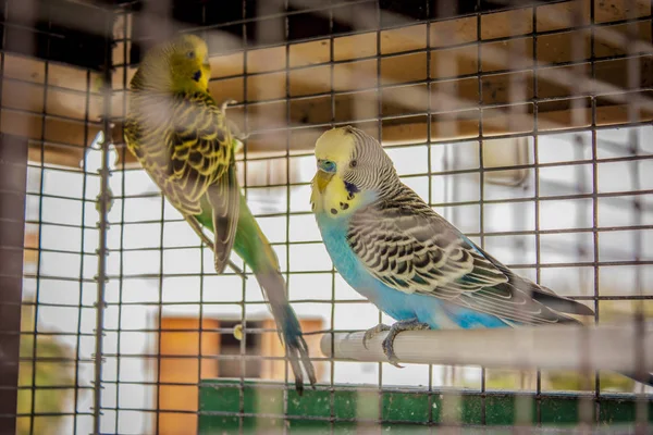 Esaret altında büyüyen küçük kafeslenmiş kuşlar. Doğadan uzak bir hayat, tek başına bir kafeste..