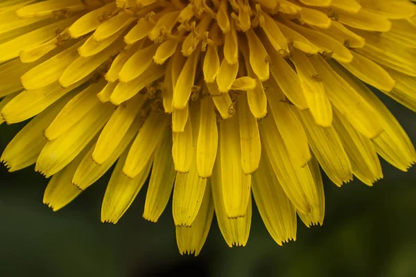 Details of flower petals of Taraxacum. A macro photography to show the details and colors of this flower.