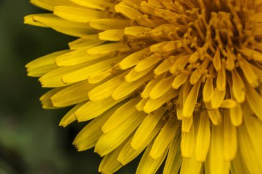 Taraxacum 'un çiçek yapraklarının detayları. Bu çiçeğin detaylarını ve renklerini göstermek için bir makro fotoğraf.