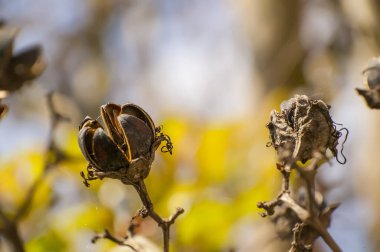 İtalyan düzlüklerinde yetişen tipik bir çiçek ağacı..