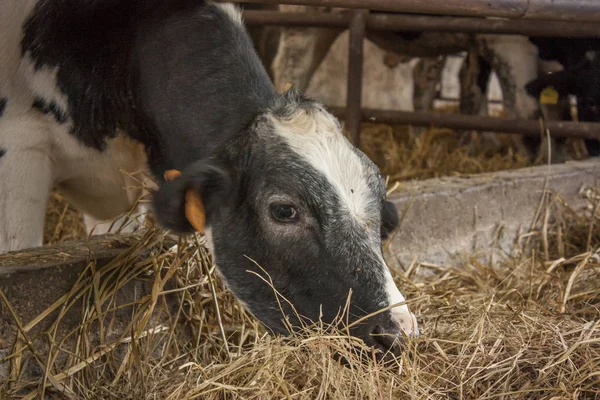 Una Vaca Mientras Come Heno Origen Natural Una Cría Biológica — Foto de Stock