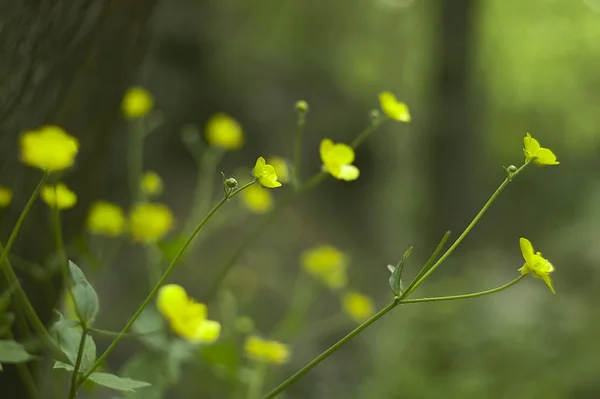 Sárga Virágok Sokasága Parkban Nagy Mint Háttér Vagy Textúra Grafikai — Stock Fotó