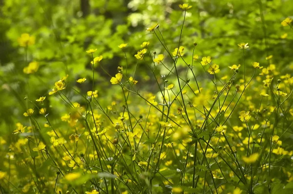 Πολλά Κίτρινα Λουλούδια Ένα Πάρκο Μεγάλη Φόντο Υφή Για Γραφικά — Φωτογραφία Αρχείου