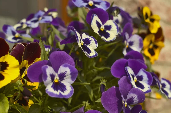 Bir Vazoda Bir Sürü Renkli Çiçek Bir Tarım Çocuk Odası — Stok fotoğraf