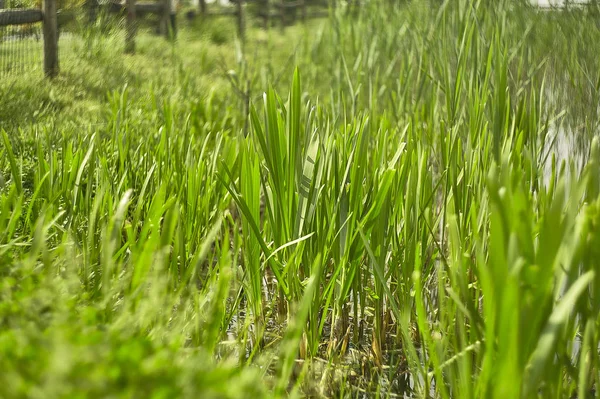 春の緑豊かな成長における草の塊の閉鎖 — ストック写真