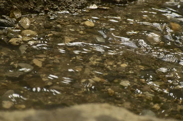 Kleine Beekje Een Bos Van Noord Italië Water Stroomt Door — Stockfoto