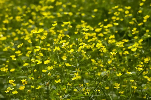 Une Multitude Fleurs Jaunes Dans Parc Grand Comme Fond Texture — Photo