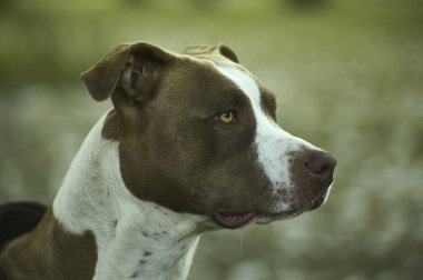 Ön planda Rottweiler köpeği var, en üst düzey detaylarla. Genç ve büyüleyici bir örnek..