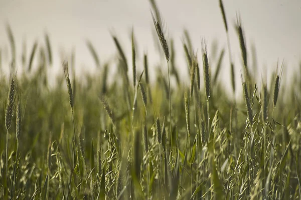 Uši Pšenice Oblasti Pěstování Zemědělství Itálii — Stock fotografie