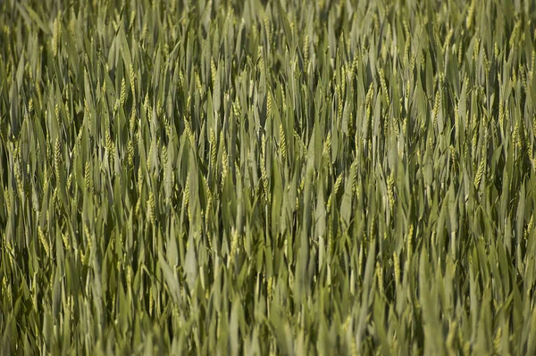 Kulakları Buğday Ekimi Talya Tarım Alanındaki — Stok fotoğraf