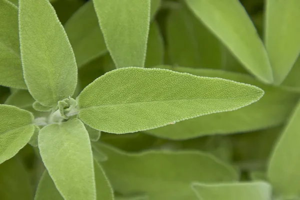 Salvia Sage Yaprak Mutfakta Bir Baharat Olarak Kullanılan Bir Bitki — Stok fotoğraf
