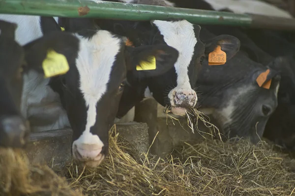 Vacas Mientras Comen Heno Origen Natural Una Cría Biológica Italia — Foto de Stock