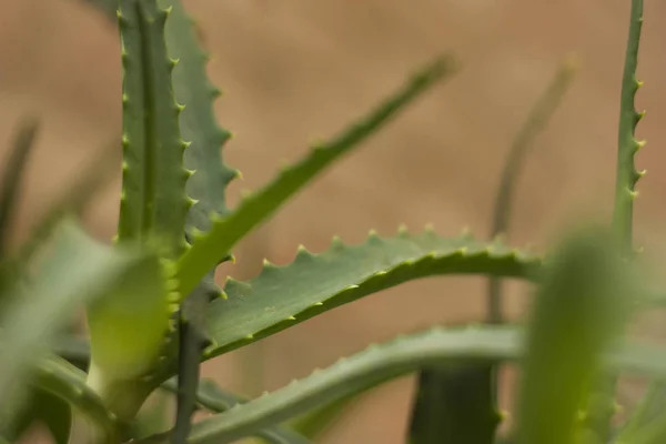 Detalle Una Hoja Planta Aloe Una Planta Extraordinaria Mil Propiedades —  Fotos de Stock