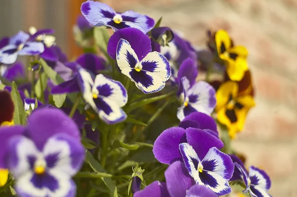 Bir Vazoda Bir Sürü Renkli Çiçek Bir Tarım Çocuk Odası — Stok fotoğraf