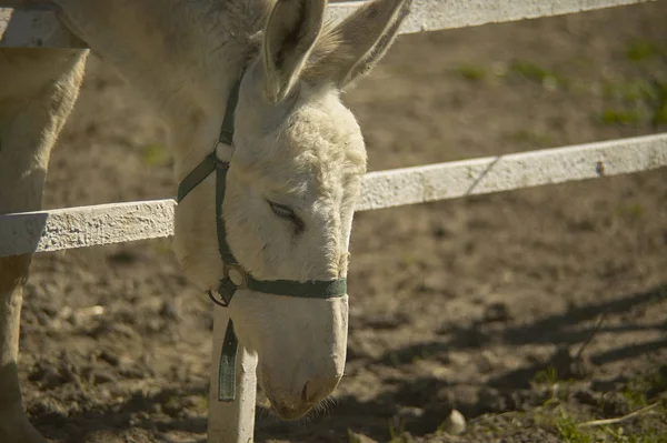 Burro Uma Fazenda Reprodução Para Comer Escovando Grama Fora Cerca — Fotografia de Stock