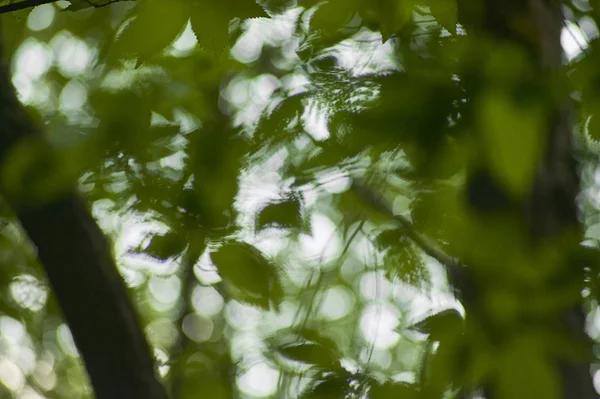 Una Multitud Hojas Árbol Brillando Desde Abajo Borrosas Una Vista —  Fotos de Stock