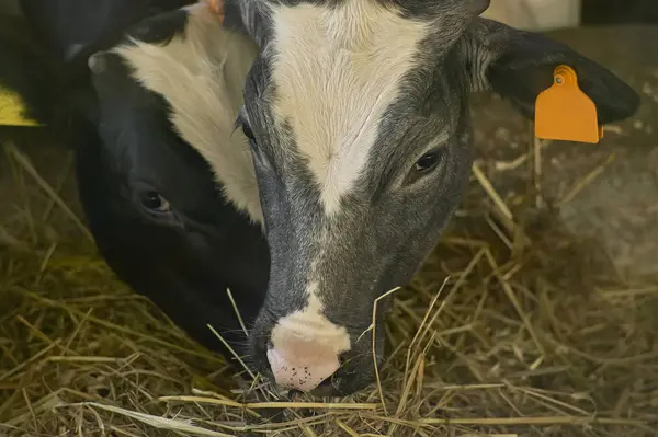 Dos Vacas Mientras Comen Heno Origen Natural Una Cría Biológica — Foto de Stock