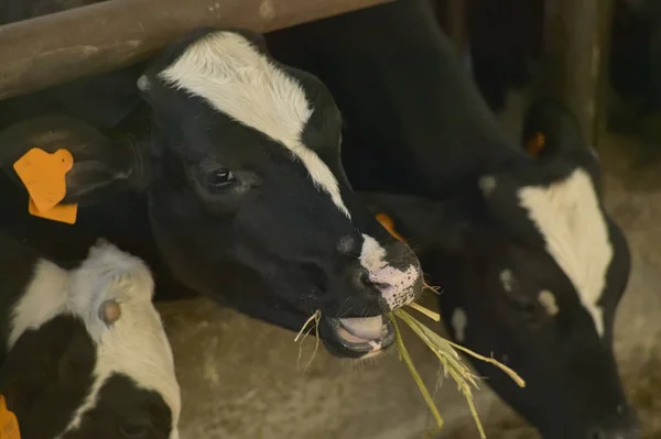 Dos Vacas Mientras Comen Heno Origen Natural Una Cría Biológica — Foto de Stock