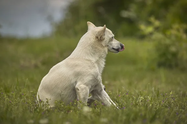 Piccolo Cane Seduto Sull Erba Con Aspetto Molto Attento Orgoglioso — Foto Stock