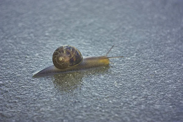 Snail Husk Crawls Concrete Surface Rain Colorful Colorful Specimen — Stock Photo, Image
