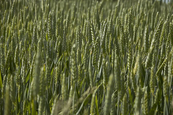 Kłosy Jęczmienia Dziedzinie Upraw Rolnictwa Włoszech Tekstura Jęczmienia — Zdjęcie stockowe