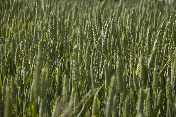 Orecchie Orzo Campo Coltivazione Agricoltura Italia Texture Orzo — Foto Stock