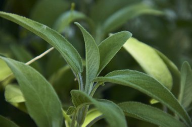 Salvia Sage yaprak, mutfakta bir baharat olarak kullanılan bir bitki büyütme.