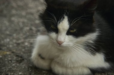 üzgün küçük bir kedi dinlenme yerinde yüz ve onun ruh halinde daldırma.